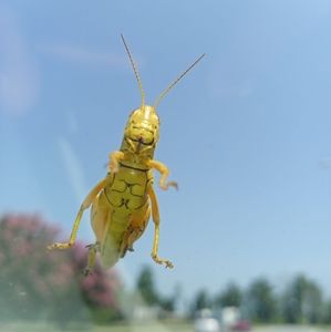 Meet your Posher, Corey